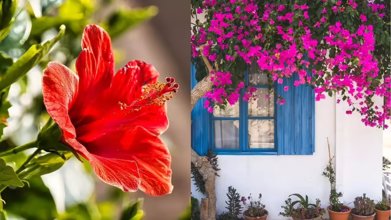 10 loại cây vô tình "gọi" rắn tới nhà: Nhiều gia đình trồng mà không biết- Ảnh 11.