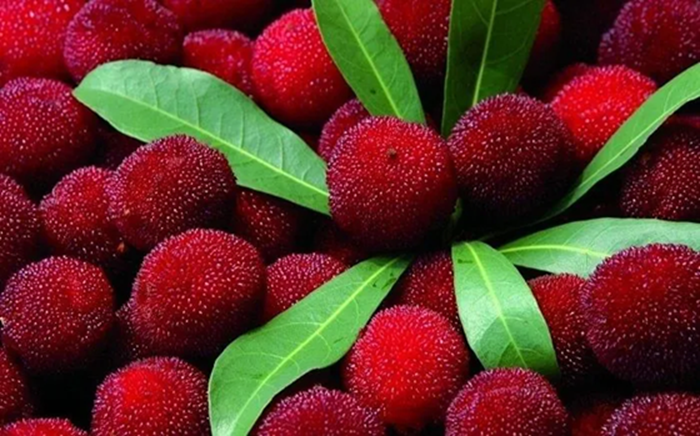 4 loại quả dễ &ldquo;&ocirc;m ổ k&yacute; sinh tr&ugrave;ng&rdquo;, d&acirc;n bu&ocirc;n cũng ngại ăn, trẻ nhỏ lại cực m&ecirc;- Ảnh 2.