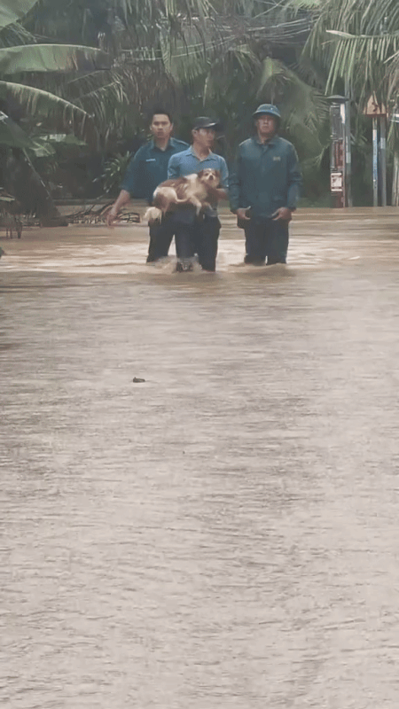 Khoảnh khắc giải cứu những ch&uacute; c&uacute;n giữa mưa lũ lịch sử ở miền Trung: V&igrave; sinh mạng n&agrave;o cũng qu&yacute; gi&aacute;- Ảnh 6.