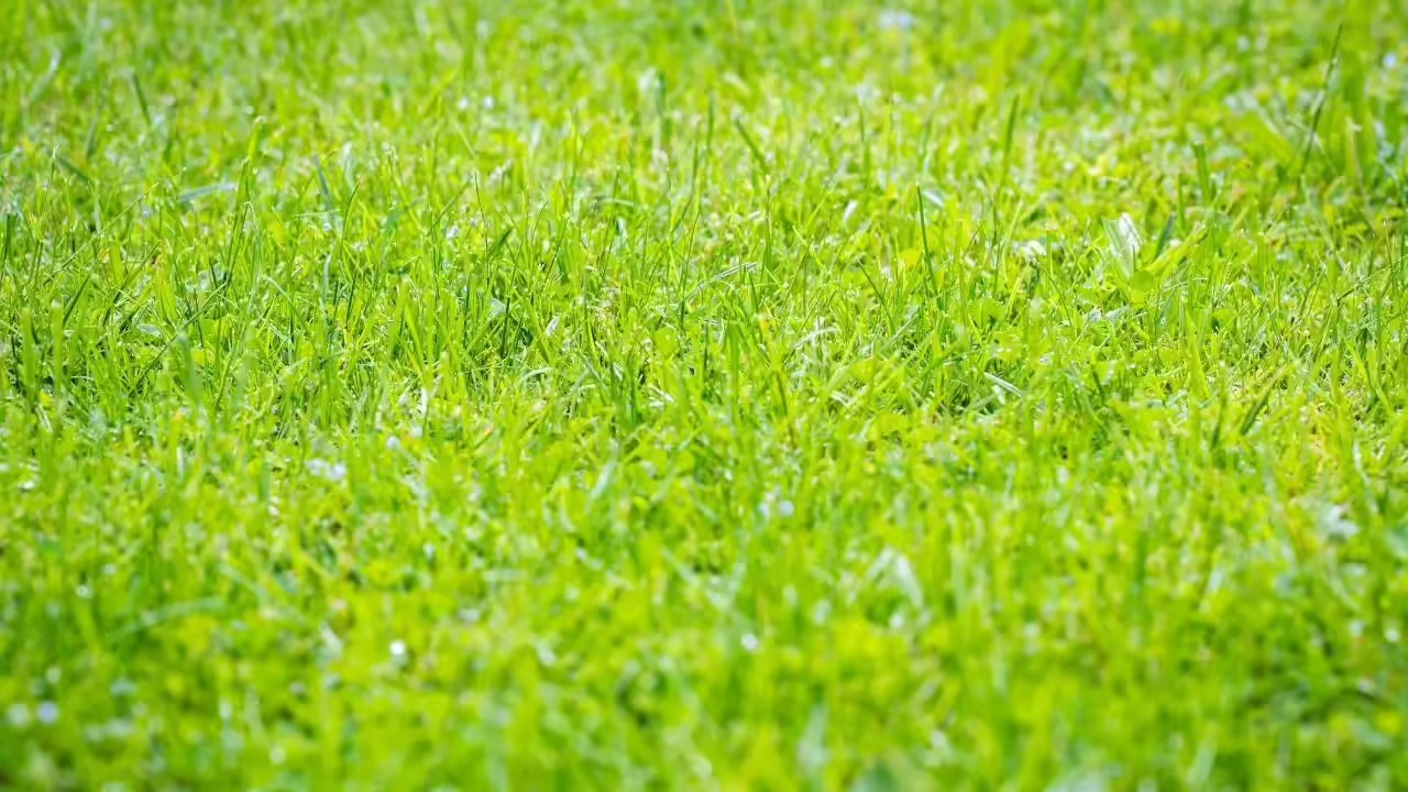 10 loại cây vô tình "gọi" rắn tới nhà: Nhiều gia đình trồng mà không biết- Ảnh 7.