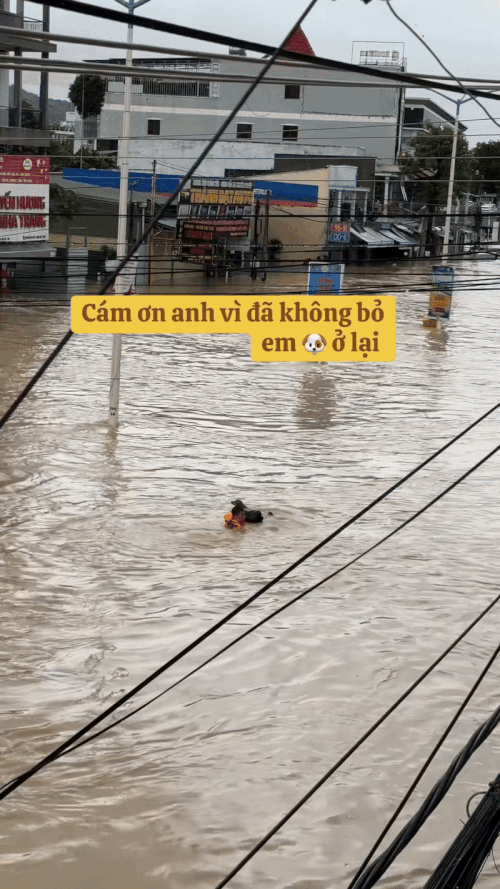 Khoảnh khắc giải cứu những ch&uacute; c&uacute;n giữa mưa lũ lịch sử ở miền Trung: V&igrave; sinh mạng n&agrave;o cũng qu&yacute; gi&aacute;- Ảnh 8.