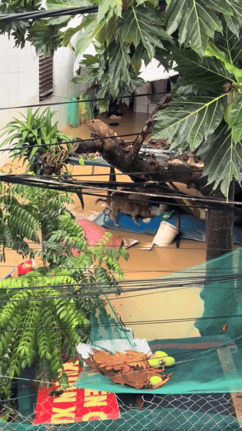 Khoảnh khắc giải cứu những ch&uacute; c&uacute;n giữa mưa lũ lịch sử ở miền Trung: V&igrave; sinh mạng n&agrave;o cũng qu&yacute; gi&aacute;- Ảnh 2.