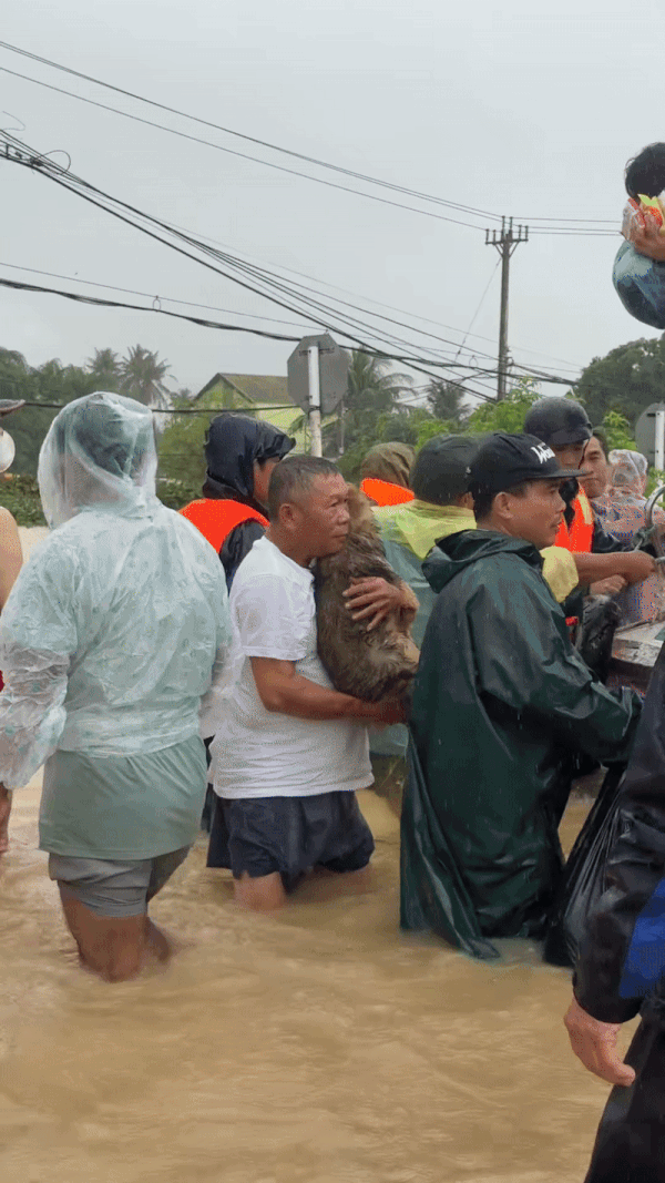 Khoảnh khắc giải cứu những ch&uacute; c&uacute;n giữa mưa lũ lịch sử ở miền Trung: V&igrave; sinh mạng n&agrave;o cũng qu&yacute; gi&aacute;- Ảnh 1.