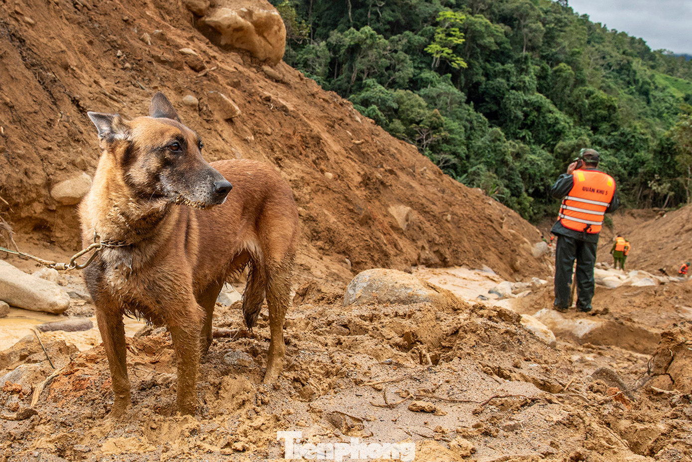 Cận cảnh những chú chó cứu hộ Làng Nủ đang tìm người mất tích ở Đà Nẵng- Ảnh 4.