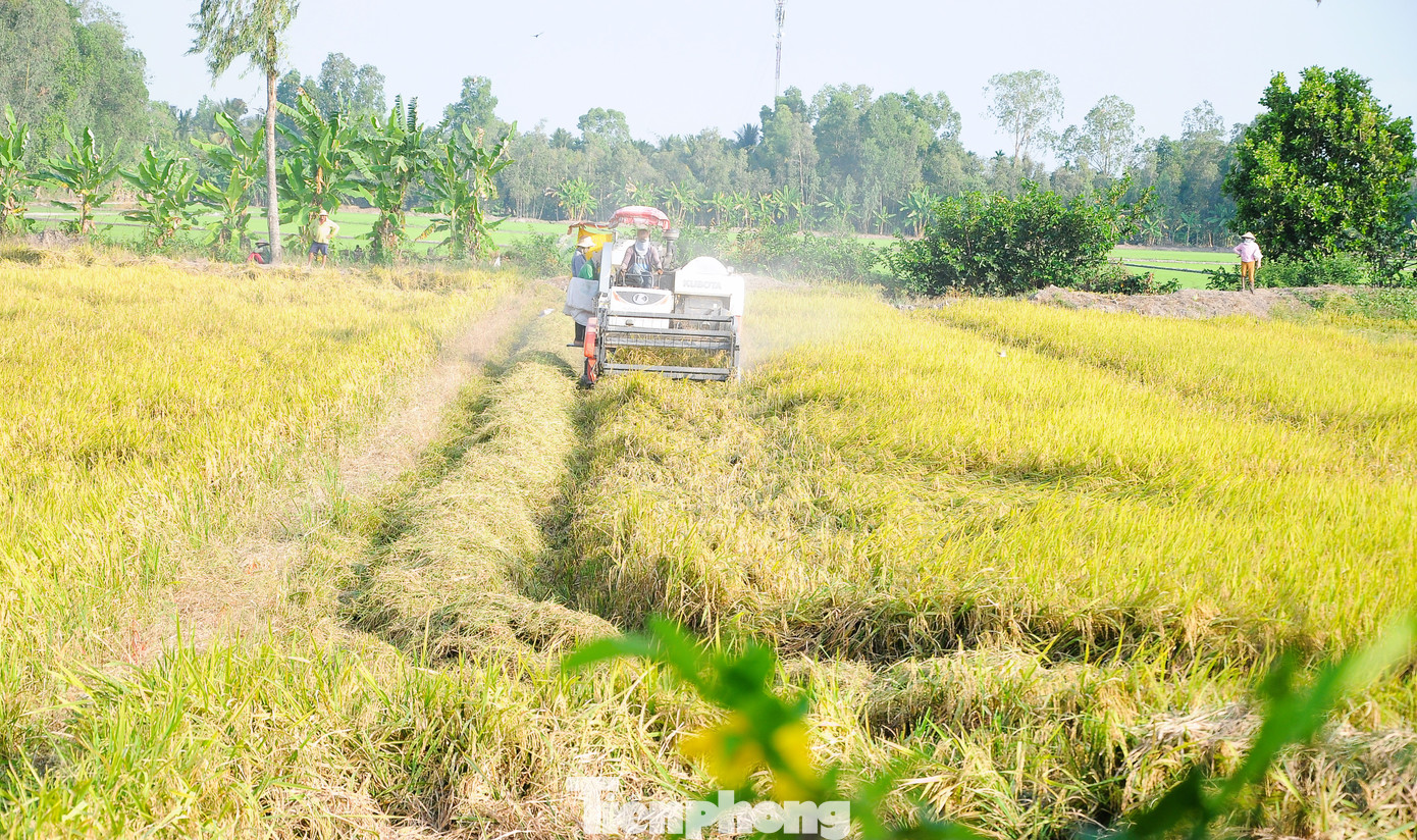 Xót xa 'kho vàng' bị đốt bỏ, vừa lãng phí lại gây ô nhiễm môi trường- Ảnh 7.