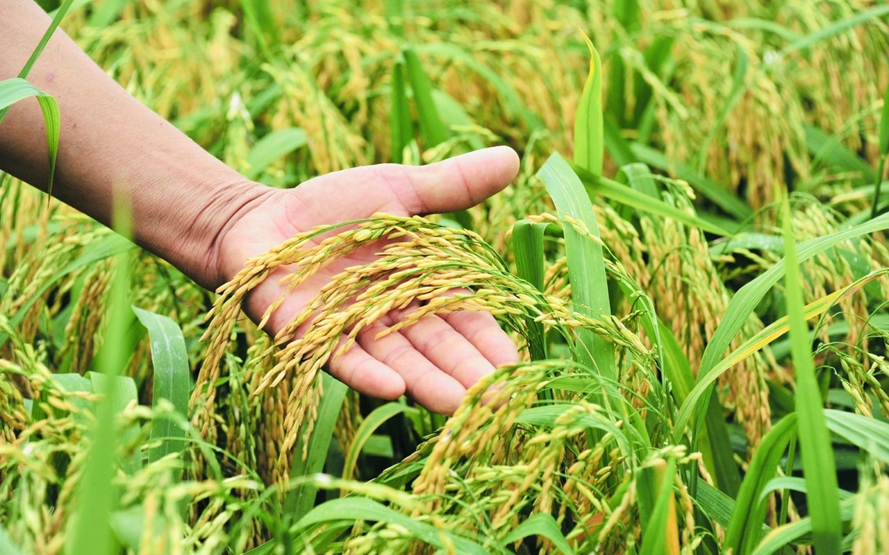 Việt Nam sở hữu loại gia vị đắt bậc nhất thế giới, thu về chục triệu USD/năm- Ảnh 3. Philippines ra sắc lệnh lúa gạo, hé lộ thách thức mới: Việt Nam có lợi thế vượt qua Thái Lan nhờ điều này