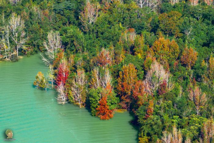 Không phải Hàn Quốc, Nhật Bản, đây là rừng phong ở Việt Nam: Du khách nhận xét "Chẳng cần đi nước ngoài"- Ảnh 3.