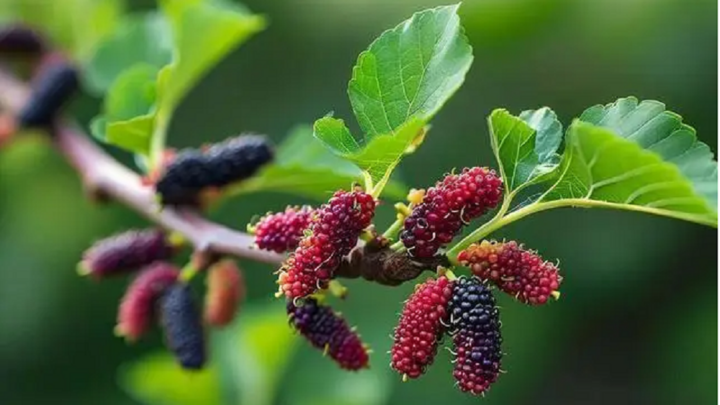 Những Loại Cây Không Nên Trồng Ở Ban Công Theo Quan Niệm Phong Thủy- Ảnh 3.