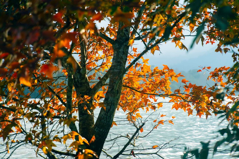 Không phải Hàn Quốc, Nhật Bản, đây là rừng phong ở Việt Nam: Du khách nhận xét "Chẳng cần đi nước ngoài"- Ảnh 4.