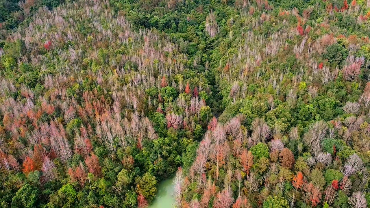 Không phải Hàn Quốc, Nhật Bản, đây là rừng phong ở Việt Nam: Du khách nhận xét "Chẳng cần đi nước ngoài"- Ảnh 1.