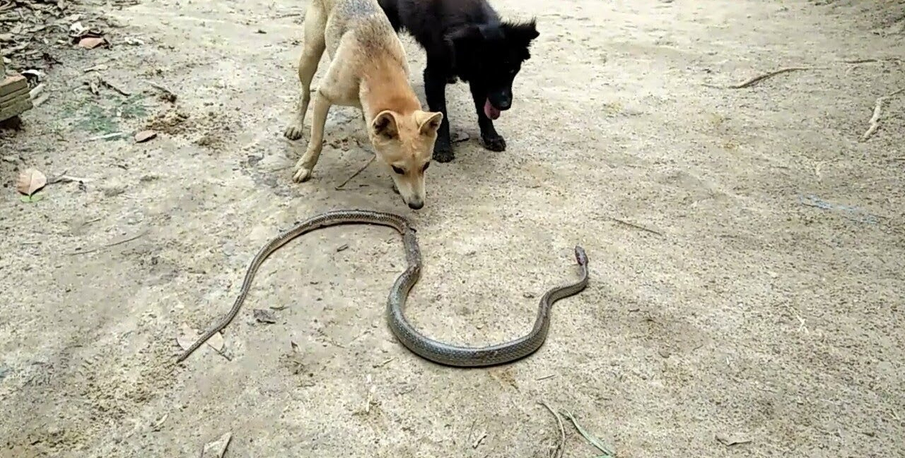4 loài vật khiến rắn sợ run như cầy sấy- Ảnh 1. 4 loài vật khiến rắn sợ run như cầy sấy- Ảnh 1.