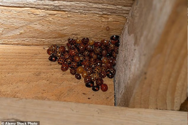 Bọ rùa châu Á gây náo loạn hàng nghìn nhà dân Mỹ- Ảnh 5.