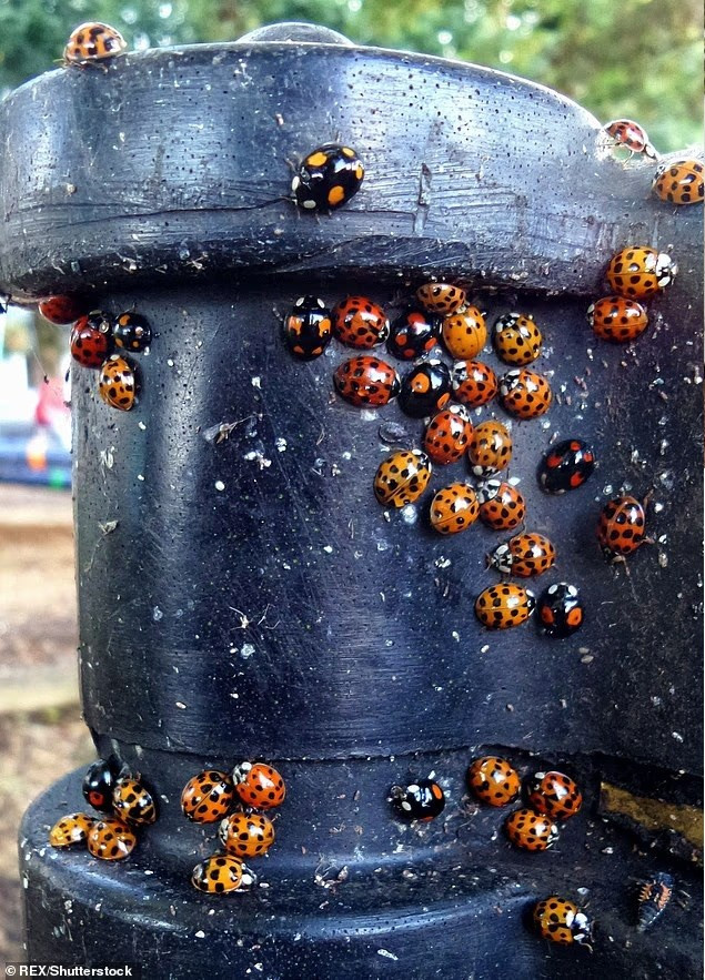 Bọ rùa châu Á gây náo loạn hàng nghìn nhà dân Mỹ- Ảnh 7.