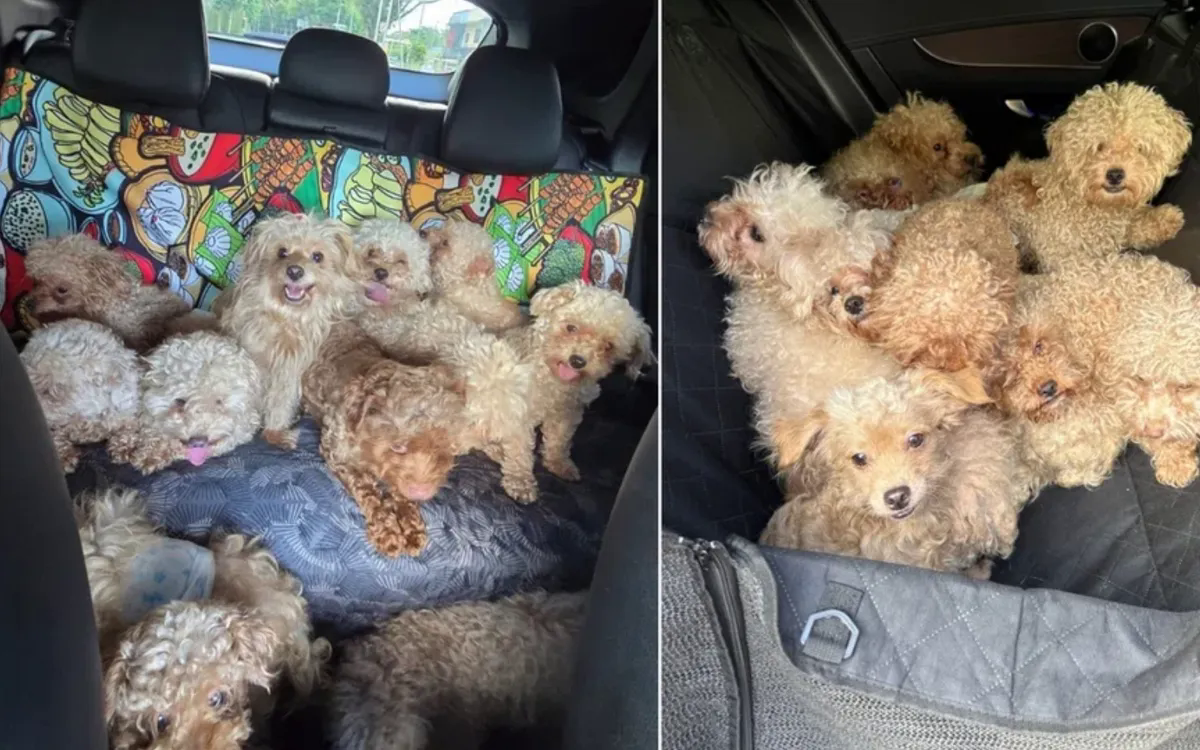 Người phụ nữ Singapore bị phạt hơn 400 triệu đồng vì nuôi 79 con chó trong căn hộ- Ảnh 1.