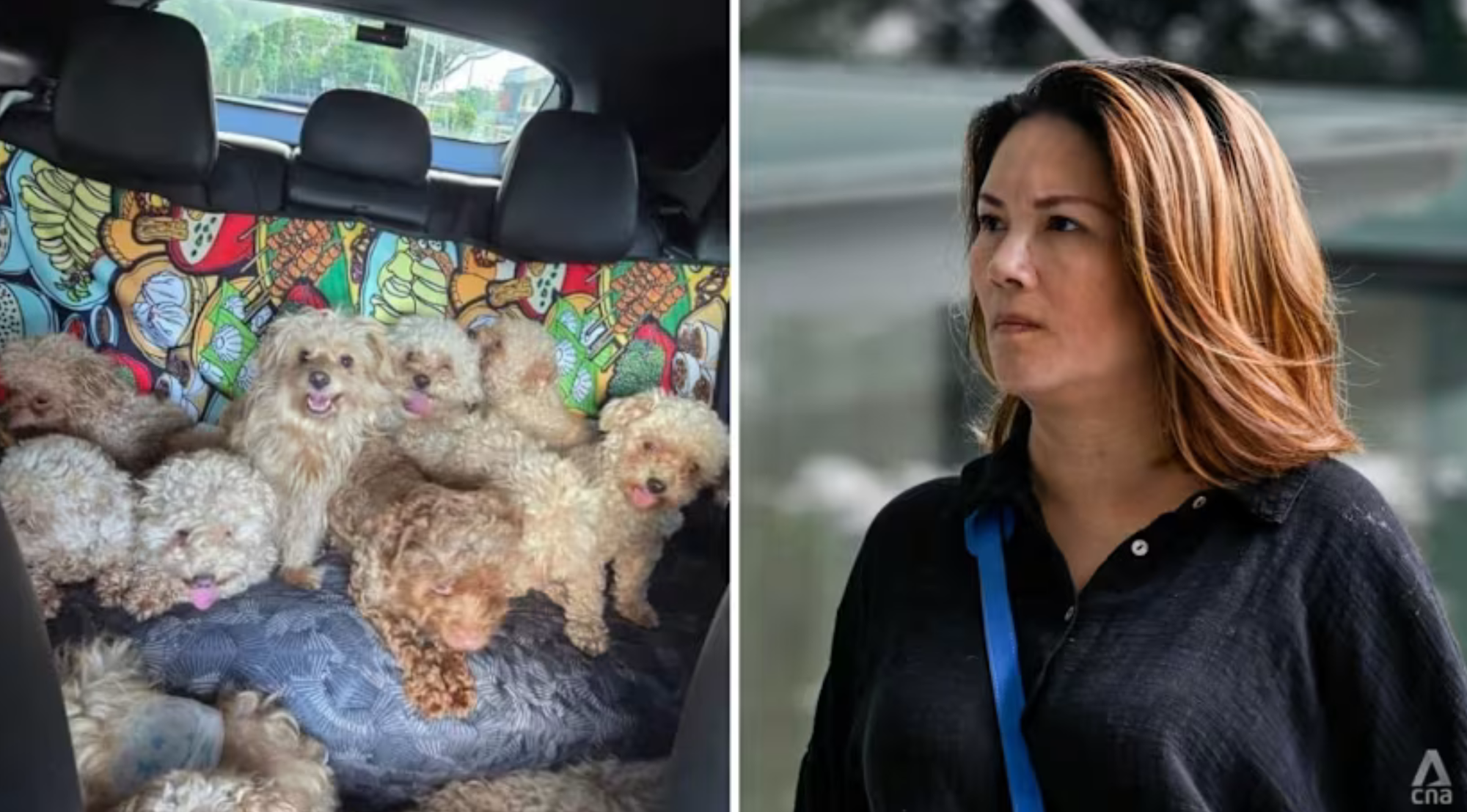 Người phụ nữ Singapore bị phạt hơn 400 triệu đồng vì nuôi 79 con chó trong căn hộ- Ảnh 2.