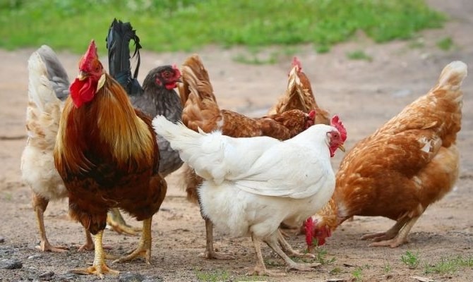 4 loài vật khiến rắn sợ run như cầy sấy- Ảnh 3. 4 loài vật khiến rắn sợ run như cầy sấy- Ảnh 3.