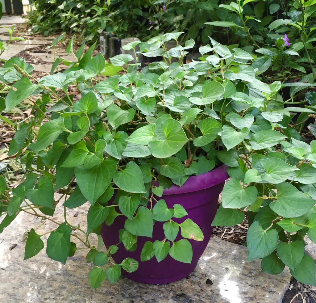 Loại rau người Trung Quốc v&iacute; l&agrave; 