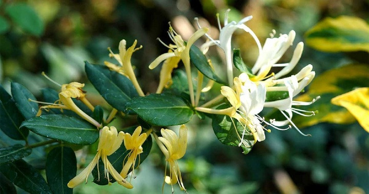 Những Loại Cây Không Nên Trồng Ở Ban Công Theo Quan Niệm Phong Thủy- Ảnh 1.