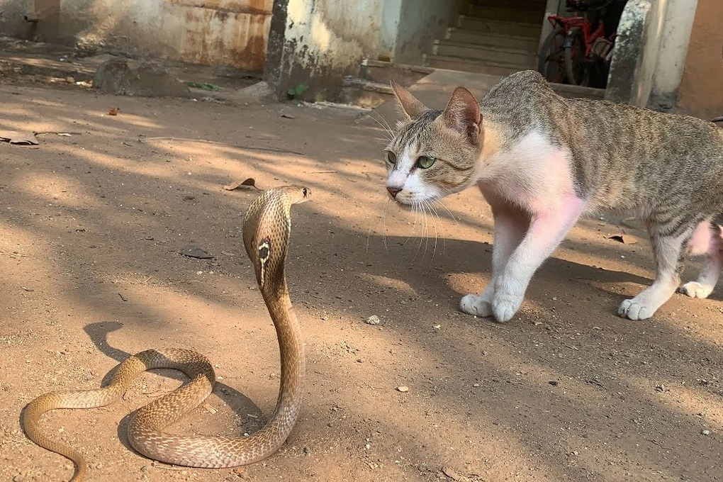 4 loài vật khiến rắn sợ run như cầy sấy- Ảnh 2. 4 loài vật khiến rắn sợ run như cầy sấy- Ảnh 2.