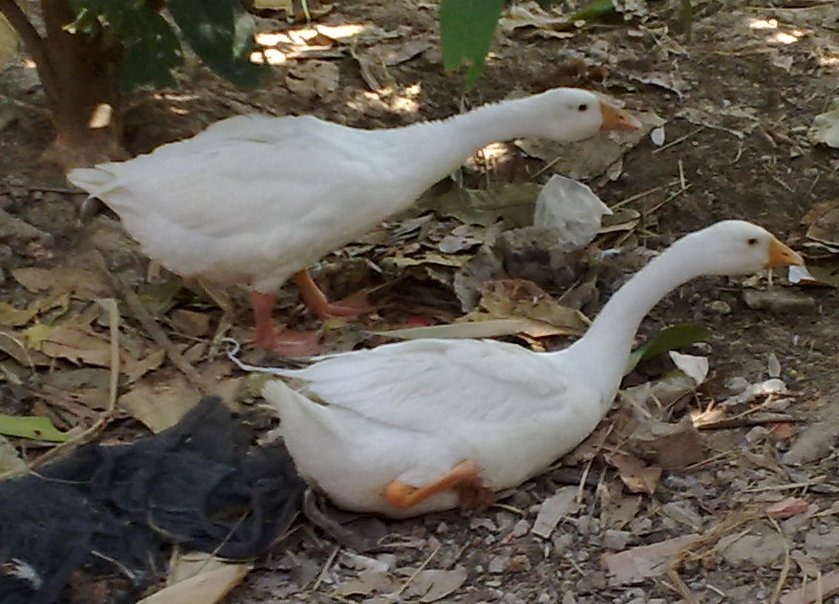 4 loài vật khiến rắn sợ run như cầy sấy- Ảnh 4. 4 loài vật khiến rắn sợ run như cầy sấy- Ảnh 4.