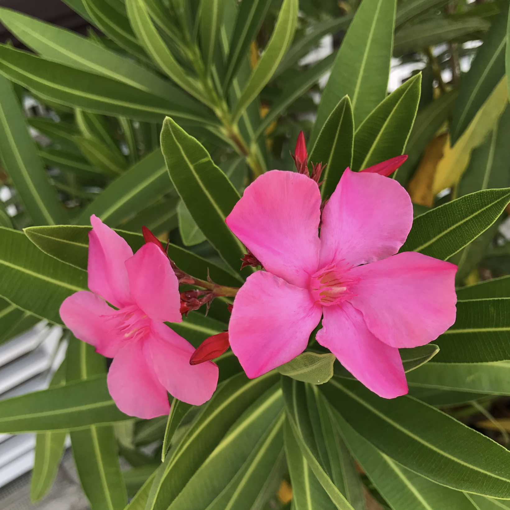 10 Loại Cây Cực Kỳ Nguy Hiểm, Tuyệt Đối Không Được Trồng Trong Nhà, Thậm Chí Ngoài Sân- Ảnh 1. 10 Loại Cây Cực Kỳ Nguy Hiểm, Tuyệt Đối Không Được Trồng Trong Nhà, Thậm Chí Ngoài Sân- Ảnh 1.