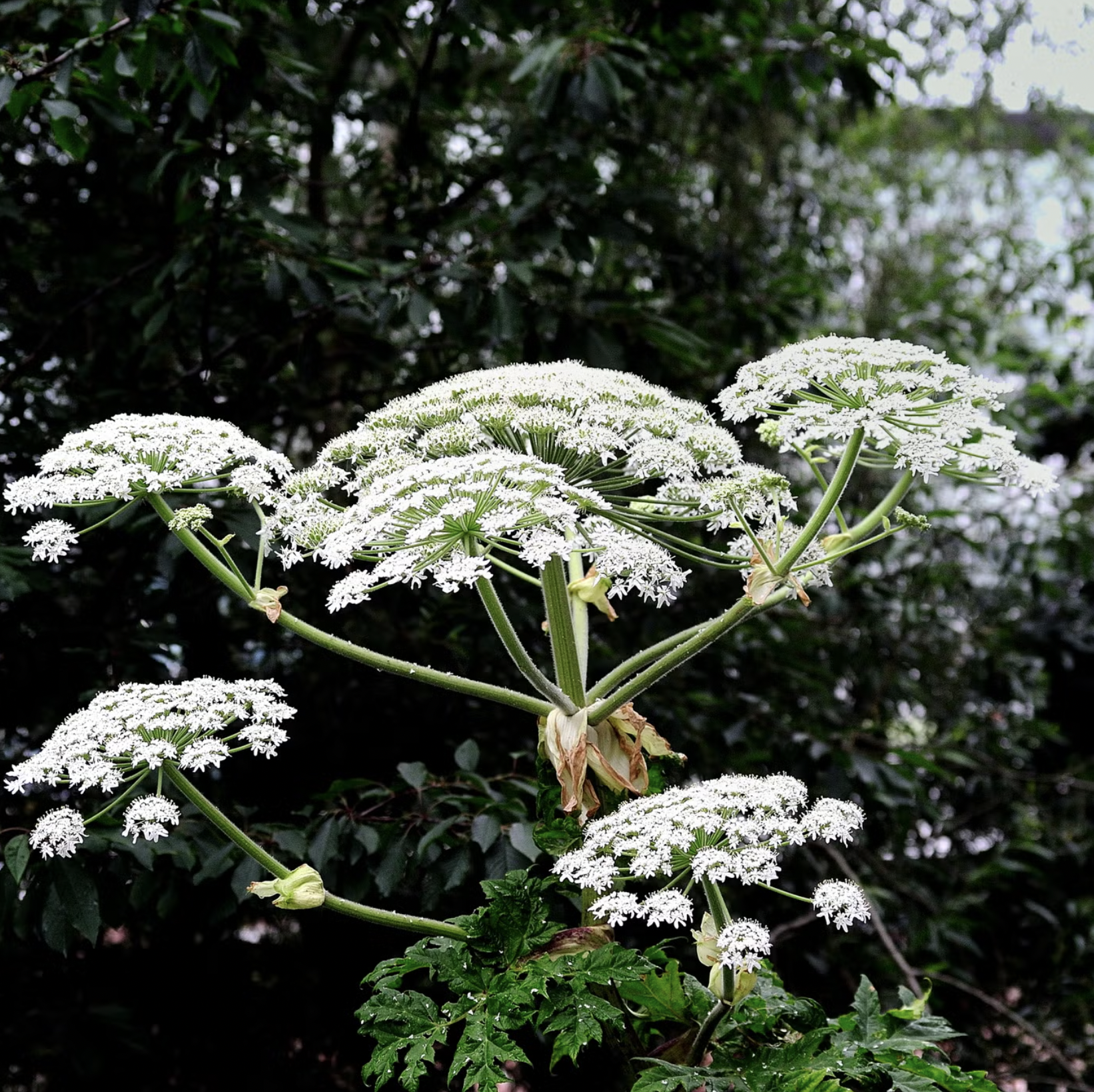 10 Loại Cây Cực Kỳ Nguy Hiểm, Tuyệt Đối Không Được Trồng Trong Nhà, Thậm Chí Ngoài Sân- Ảnh 2. 10 Loại Cây Cực Kỳ Nguy Hiểm, Tuyệt Đối Không Được Trồng Trong Nhà, Thậm Chí Ngoài Sân- Ảnh 2.
