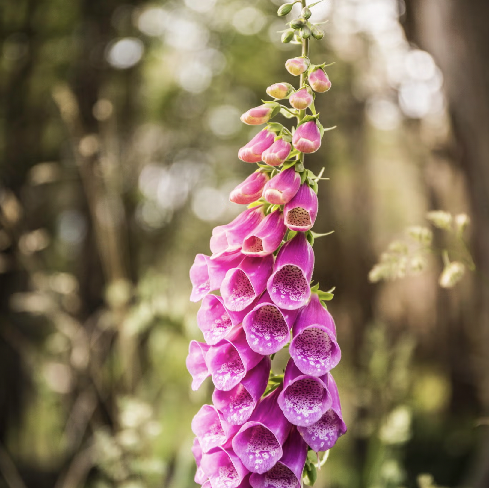 10 Loại Cây Cực Kỳ Nguy Hiểm, Tuyệt Đối Không Được Trồng Trong Nhà, Thậm Chí Ngoài Sân- Ảnh 3. 10 Loại Cây Cực Kỳ Nguy Hiểm, Tuyệt Đối Không Được Trồng Trong Nhà, Thậm Chí Ngoài Sân- Ảnh 3.