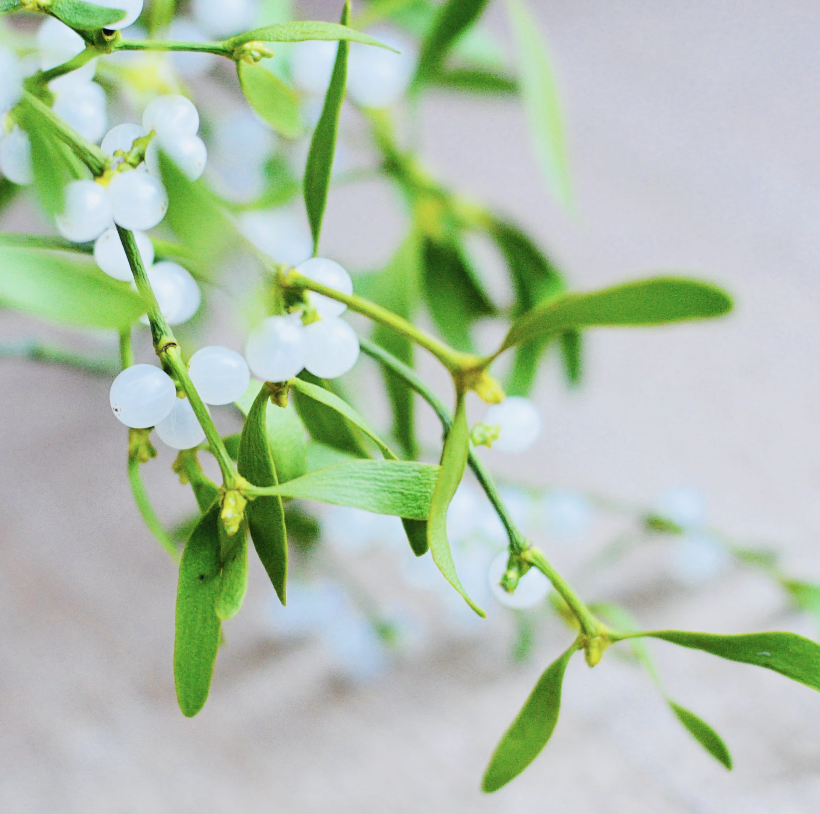 10 Loại Cây Cực Kỳ Nguy Hiểm, Tuyệt Đối Không Được Trồng Trong Nhà, Thậm Chí Ngoài Sân- Ảnh 5. 10 Loại Cây Cực Kỳ Nguy Hiểm, Tuyệt Đối Không Được Trồng Trong Nhà, Thậm Chí Ngoài Sân- Ảnh 5.