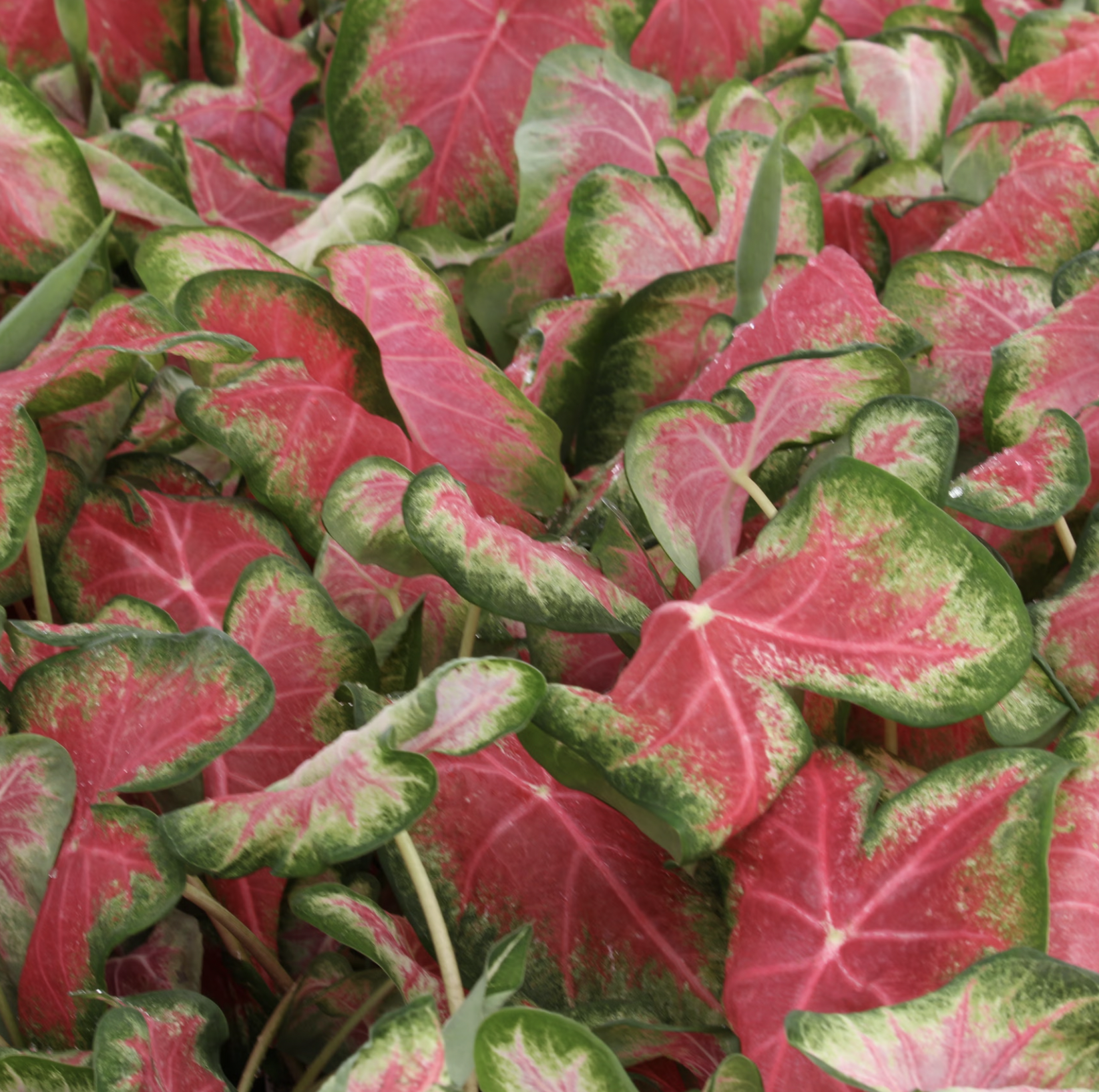 10 Loại Cây Cực Kỳ Nguy Hiểm, Tuyệt Đối Không Được Trồng Trong Nhà, Thậm Chí Ngoài Sân- Ảnh 7. 10 Loại Cây Cực Kỳ Nguy Hiểm, Tuyệt Đối Không Được Trồng Trong Nhà, Thậm Chí Ngoài Sân- Ảnh 7.