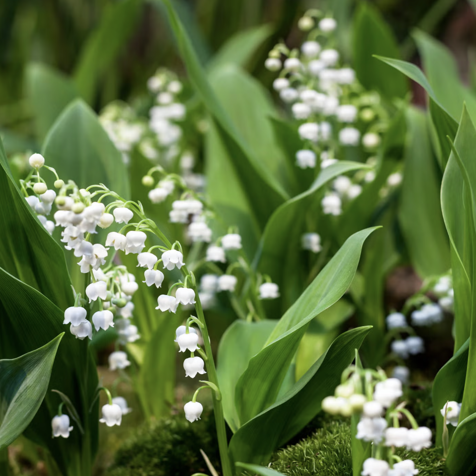 10 Loại Cây Cực Kỳ Nguy Hiểm, Tuyệt Đối Không Được Trồng Trong Nhà, Thậm Chí Ngoài Sân- Ảnh 8. 10 Loại Cây Cực Kỳ Nguy Hiểm, Tuyệt Đối Không Được Trồng Trong Nhà, Thậm Chí Ngoài Sân- Ảnh 8.