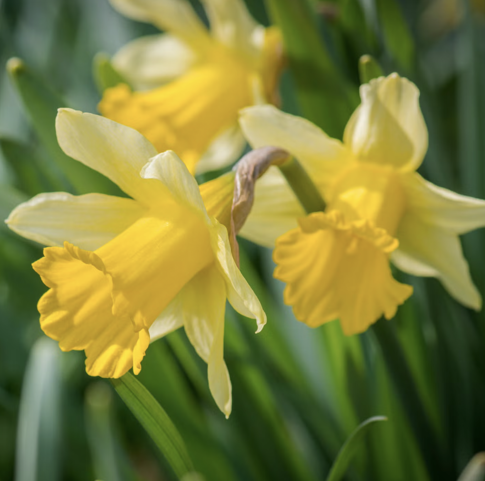 10 Loại Cây Cực Kỳ Nguy Hiểm, Tuyệt Đối Không Được Trồng Trong Nhà, Thậm Chí Ngoài Sân- Ảnh 9. 10 Loại Cây Cực Kỳ Nguy Hiểm, Tuyệt Đối Không Được Trồng Trong Nhà, Thậm Chí Ngoài Sân- Ảnh 9.