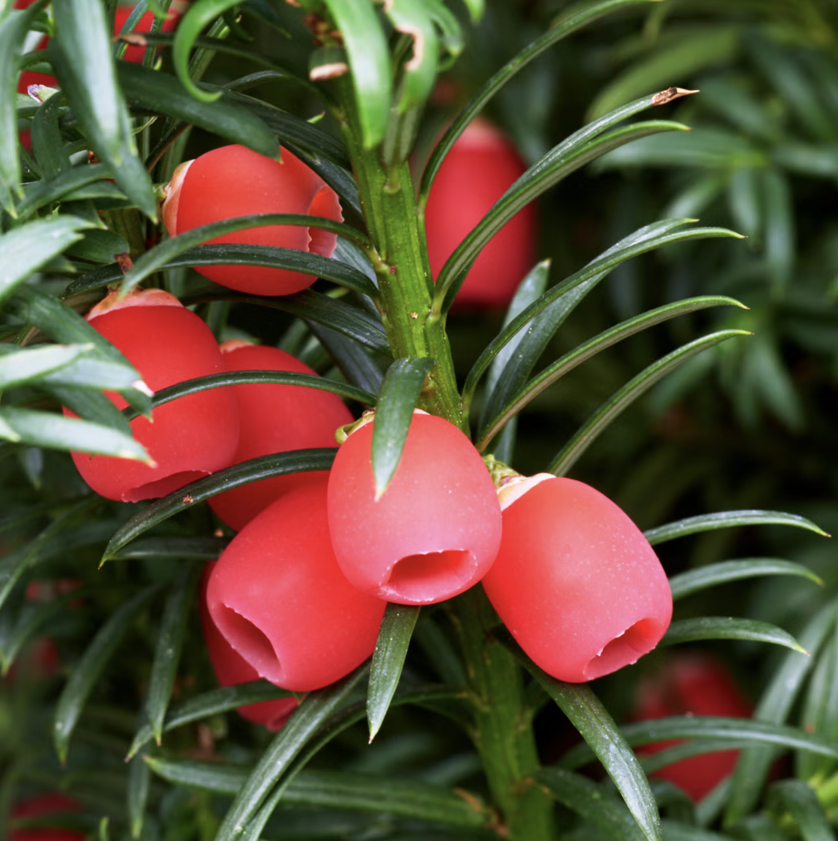 10 Loại Cây Cực Kỳ Nguy Hiểm, Tuyệt Đối Không Được Trồng Trong Nhà, Thậm Chí Ngoài Sân- Ảnh 10. 10 Loại Cây Cực Kỳ Nguy Hiểm, Tuyệt Đối Không Được Trồng Trong Nhà, Thậm Chí Ngoài Sân- Ảnh 10.