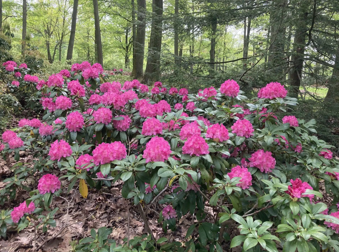 10 Loại Cây Cực Kỳ Nguy Hiểm, Tuyệt Đối Không Được Trồng Trong Nhà, Thậm Chí Ngoài Sân- Ảnh 6. 10 Loại Cây Cực Kỳ Nguy Hiểm, Tuyệt Đối Không Được Trồng Trong Nhà, Thậm Chí Ngoài Sân- Ảnh 6.