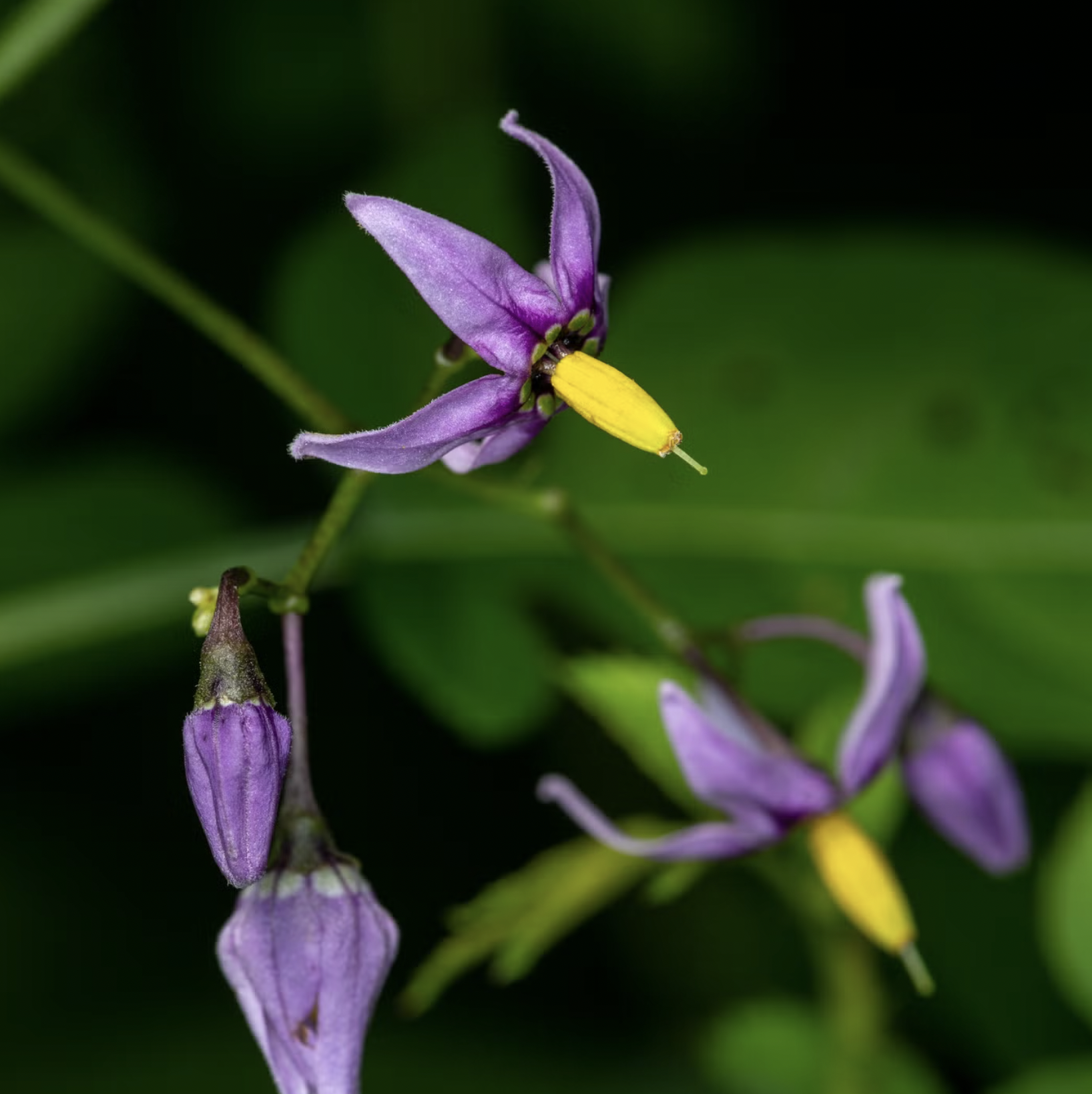 10 Loại Cây Cực Kỳ Nguy Hiểm, Tuyệt Đối Không Được Trồng Trong Nhà, Thậm Chí Ngoài Sân- Ảnh 4. 10 Loại Cây Cực Kỳ Nguy Hiểm, Tuyệt Đối Không Được Trồng Trong Nhà, Thậm Chí Ngoài Sân- Ảnh 4.