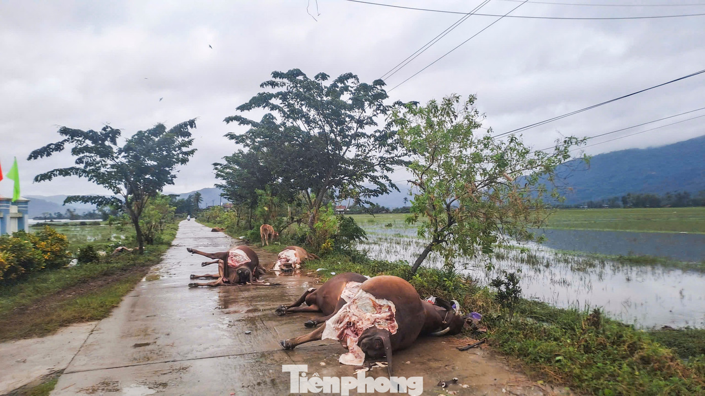 Ông 72 tuổi ngồi trên bàn thờ 36 tiếng giữa nước lũ; Trận lũ lịch sử đã làm 85 người chết, mất tích- Ảnh 5. Ông 72 tuổi ngồi trên bàn thờ 36 tiếng giữa nước lũ; Trận lũ lịch sử đã làm 85 người chết, mất tích- Ảnh 5.