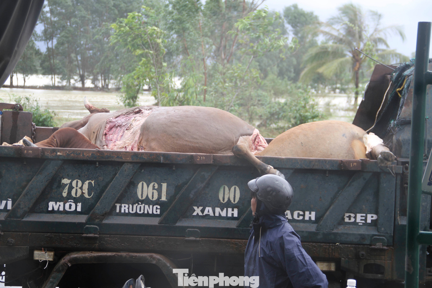 Ông 72 tuổi ngồi trên bàn thờ 36 tiếng giữa nước lũ; Trận lũ lịch sử đã làm 85 người chết, mất tích- Ảnh 6. Ông 72 tuổi ngồi trên bàn thờ 36 tiếng giữa nước lũ; Trận lũ lịch sử đã làm 85 người chết, mất tích- Ảnh 6.
