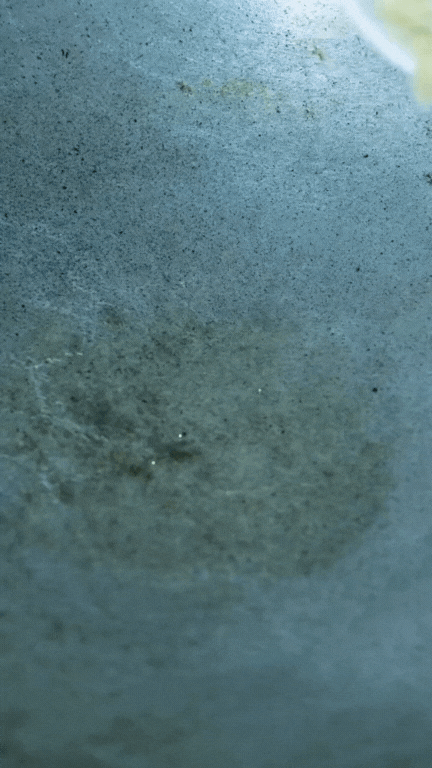 Thịt chuột đồng - món 