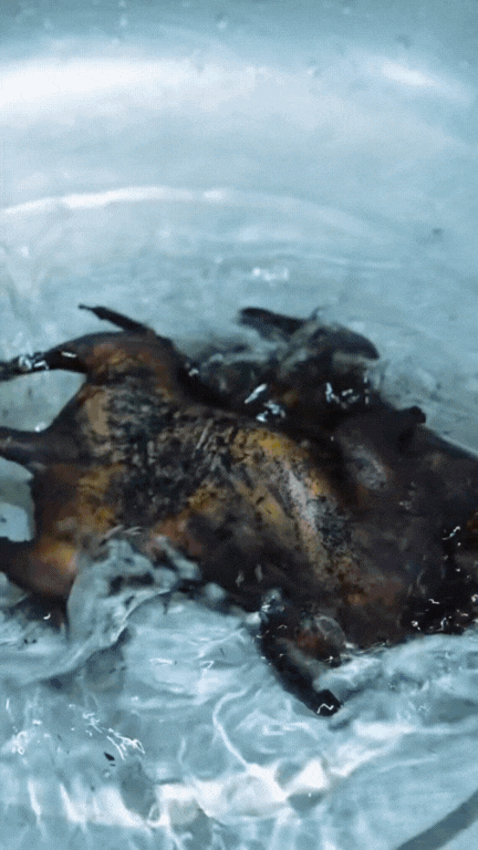 Thịt chuột đồng - món 