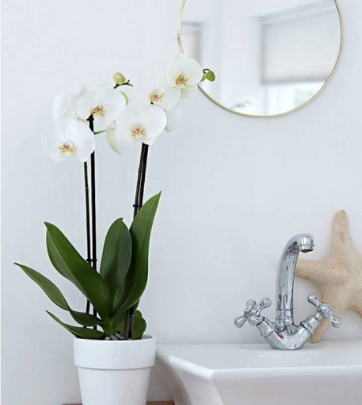 Mẹo bố tr&iacute; c&acirc;y cảnh đ&uacute;ng phong thủy từ cổng nh&agrave; tới c&aacute;c ph&ograve;ng- Ảnh 4.