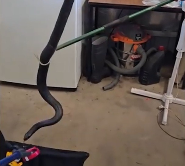 3 chỗ trong nhà rắn thích trú nhất- Ảnh 1. 3 chỗ trong nhà rắn thích trú nhất- Ảnh 1.