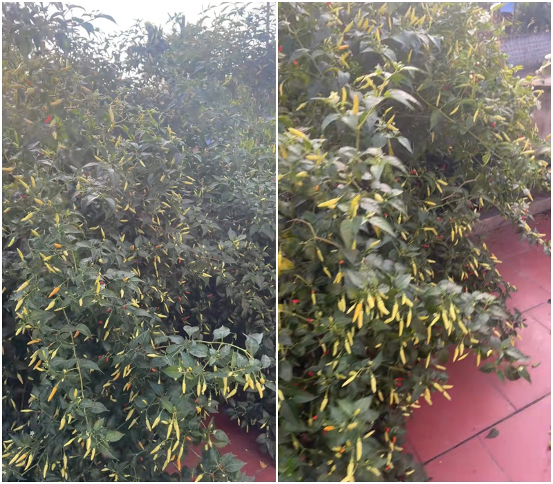 C&acirc;y ớt &ldquo;cổ thụ&rdquo; khiến 3 triệu người t&ograve; m&ograve;, nguồn gốc c&ograve;n lạ hơn- Ảnh 1.