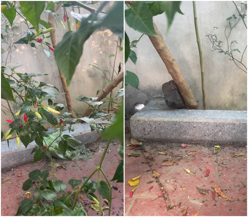 C&acirc;y ớt &ldquo;cổ thụ&rdquo; khiến 3 triệu người t&ograve; m&ograve;, nguồn gốc c&ograve;n lạ hơn- Ảnh 2.