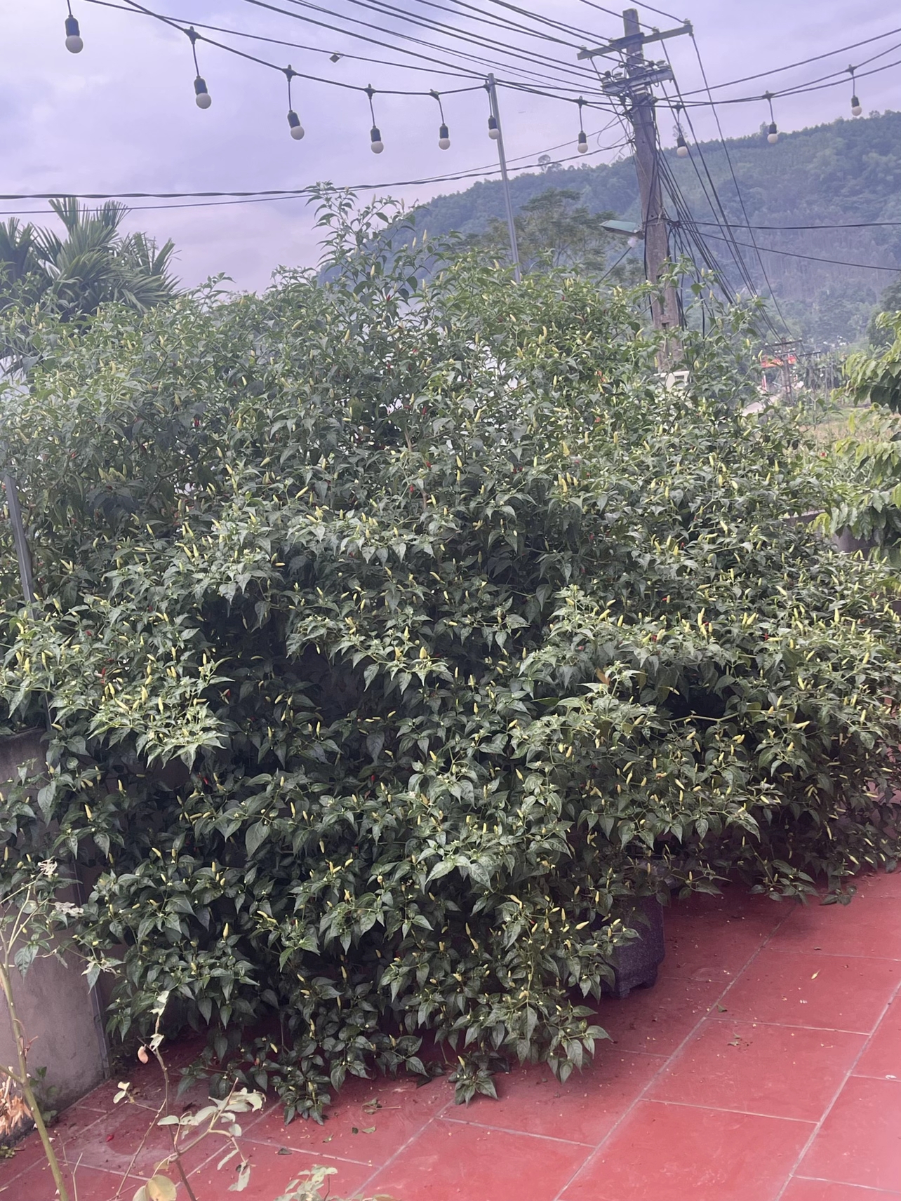 C&acirc;y ớt &ldquo;cổ thụ&rdquo; khiến 3 triệu người t&ograve; m&ograve;, nguồn gốc c&ograve;n lạ hơn- Ảnh 3.