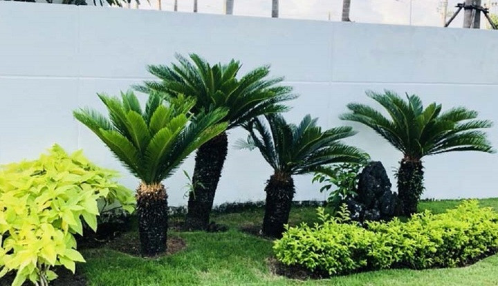 Mẹo bố tr&iacute; c&acirc;y cảnh đ&uacute;ng phong thủy từ cổng nh&agrave; tới c&aacute;c ph&ograve;ng- Ảnh 2.