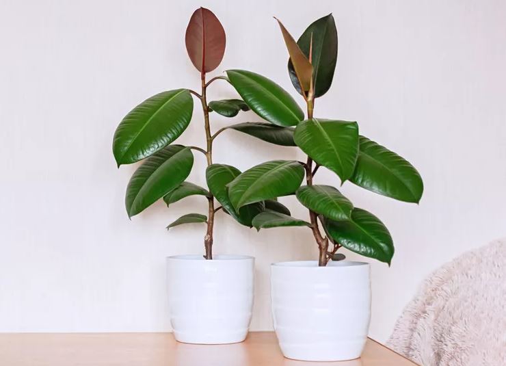 Nhiều người đặt 8 loại cây này trong phòng ngủ — và đó là sai lầm lớn- Ảnh 4. Nhiều người đặt 8 loại cây này trong phòng ngủ — và đó là sai lầm lớn- Ảnh 4.