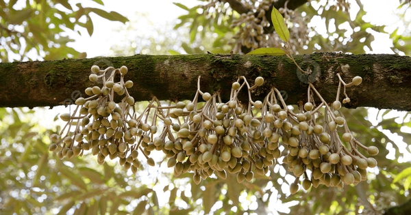 Tin vui cho hơn 2,3 triệu cá nhân, hộ kinh doanh: Quốc hội 'chốt' điều chỉnh mức doanh thu miễn thuế lên 500 triệu đồng/năm - Ảnh 5.