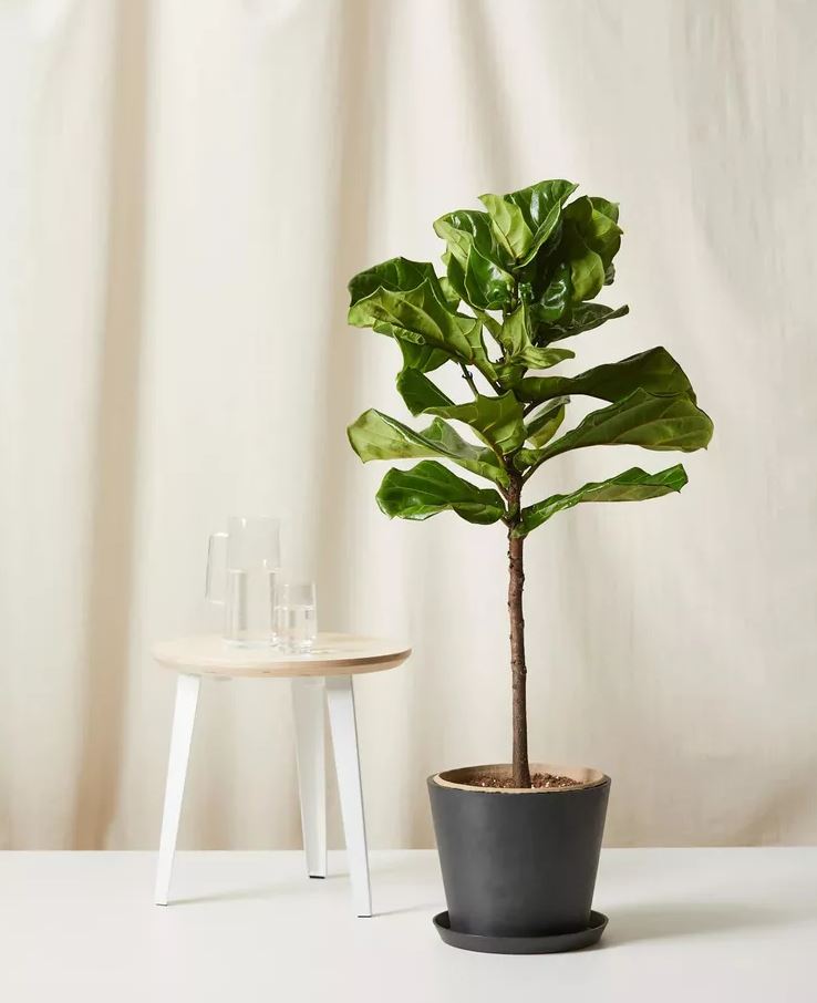 Nhiều người đặt 8 loại cây này trong phòng ngủ — và đó là sai lầm lớn- Ảnh 3. Nhiều người đặt 8 loại cây này trong phòng ngủ — và đó là sai lầm lớn- Ảnh 3.