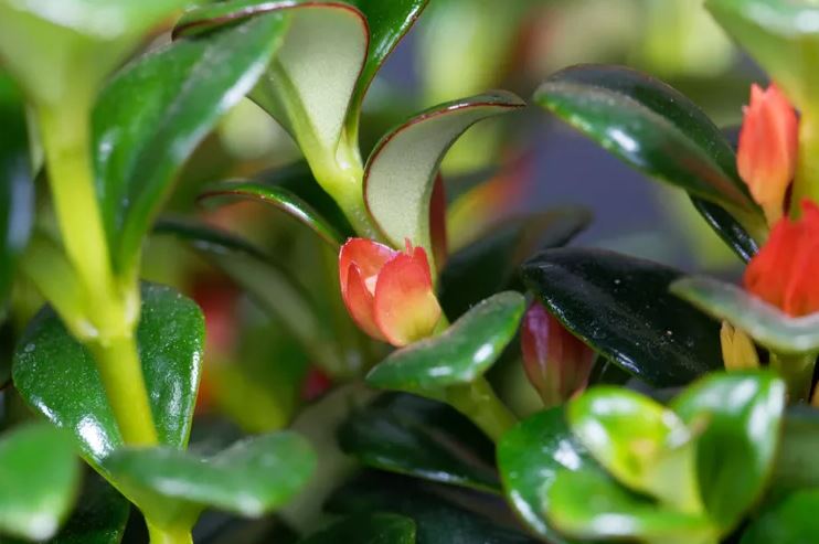 Nhiều người đặt 8 loại cây này trong phòng ngủ — và đó là sai lầm lớn- Ảnh 8. Nhiều người đặt 8 loại cây này trong phòng ngủ — và đó là sai lầm lớn- Ảnh 8.