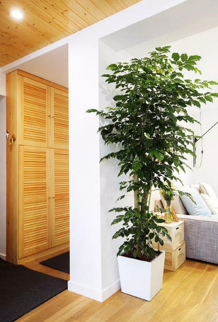 Mẹo bố tr&iacute; c&acirc;y cảnh đ&uacute;ng phong thủy từ cổng nh&agrave; tới c&aacute;c ph&ograve;ng- Ảnh 3.