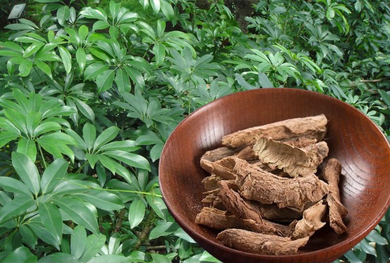 Loại cây "hút" tài lộc và phú quý: Trồng 1 cây trong nhà, vừa đuổi muỗi, vừa làm thuốc chữa bệnh- Ảnh 4.